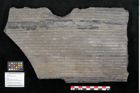 Foto (Objekt + Etikett) von Sigillaria elongata Brongniart (NHMW-GEO-2024-0188-11062)